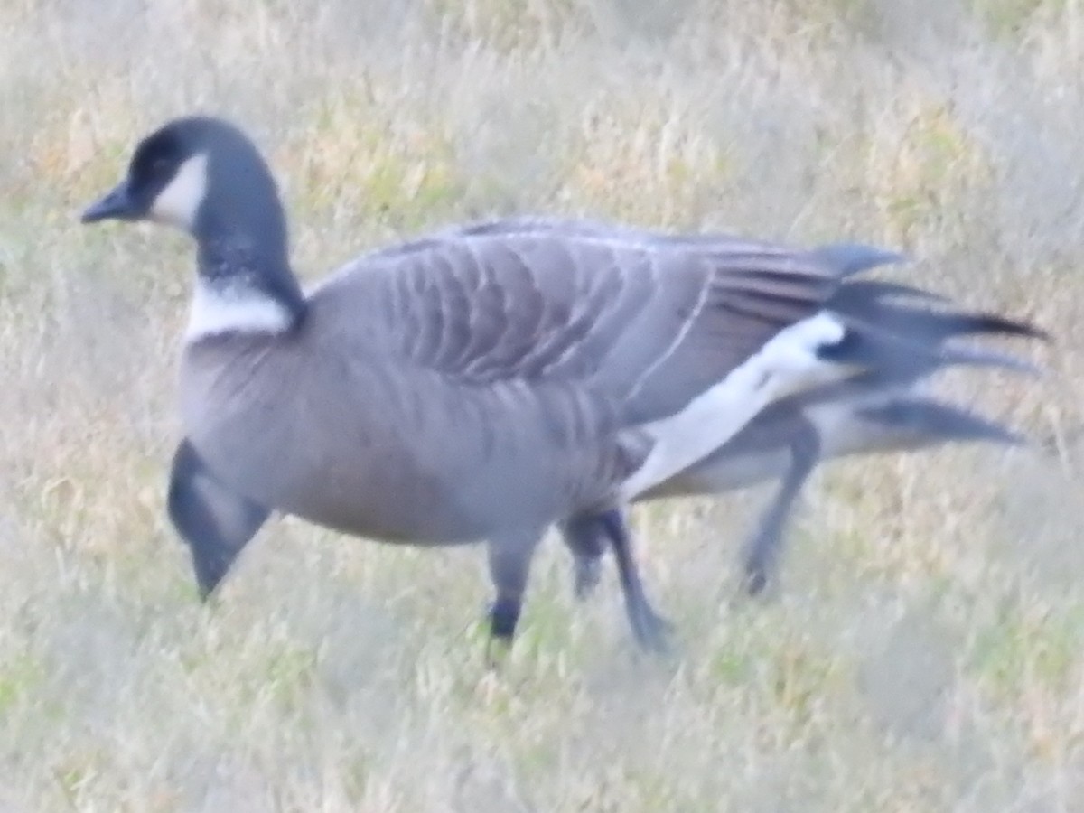 berneška malá (ssp. leucopareia) - ML644445141