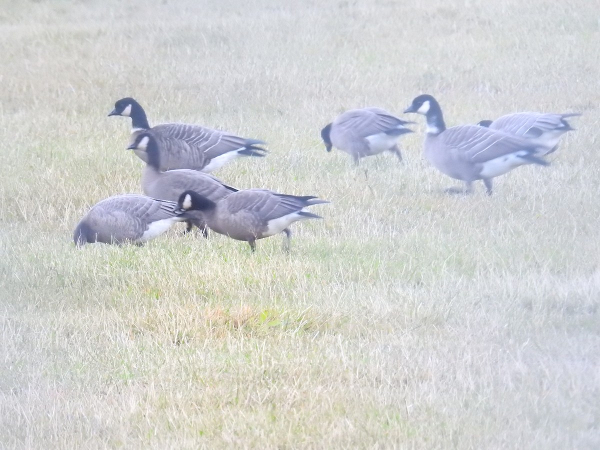 berneška malá (ssp. leucopareia) - ML644445142