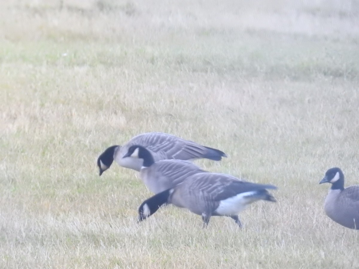 berneška malá (ssp. leucopareia) - ML644445144