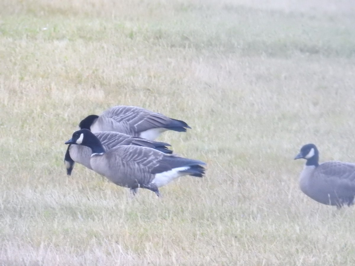 berneška malá (ssp. leucopareia) - ML644445145
