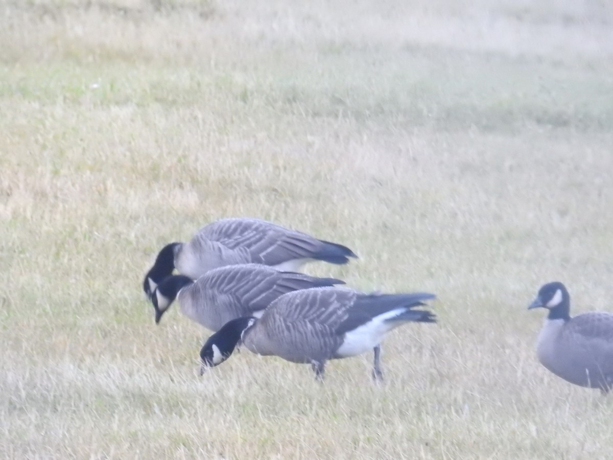 berneška malá (ssp. leucopareia) - ML644445146