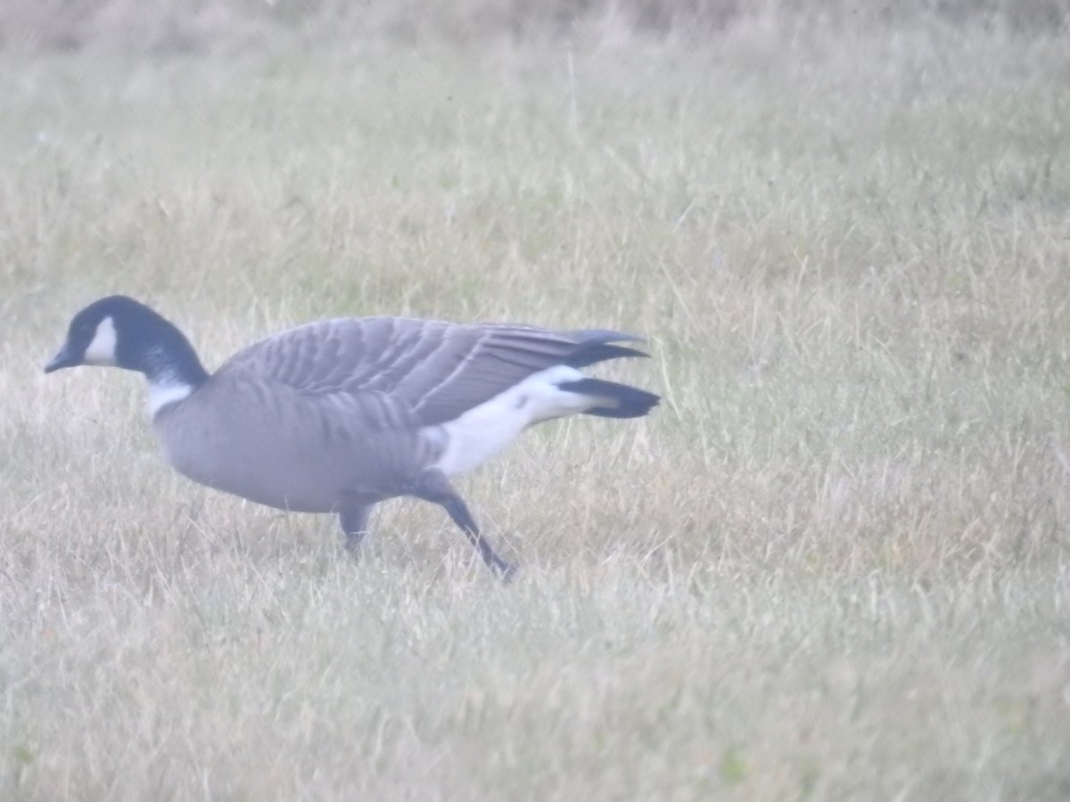 berneška malá (ssp. leucopareia) - ML644445147