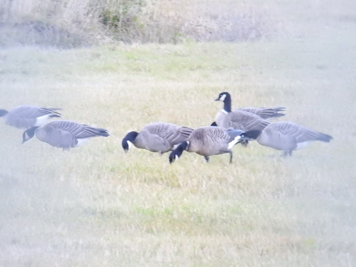berneška malá (ssp. leucopareia) - ML644445149