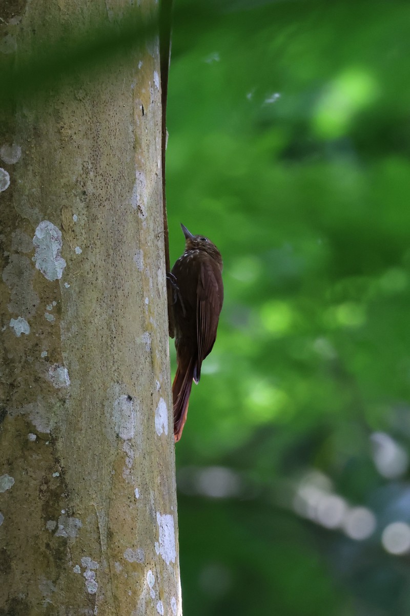 チビオニキバシリ - ML644445162