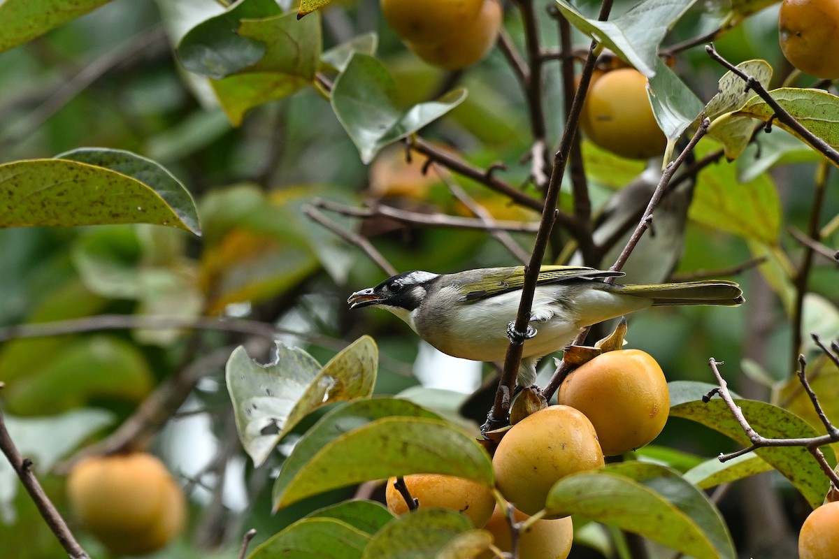 Нангиад бөлбөл - ML644445178