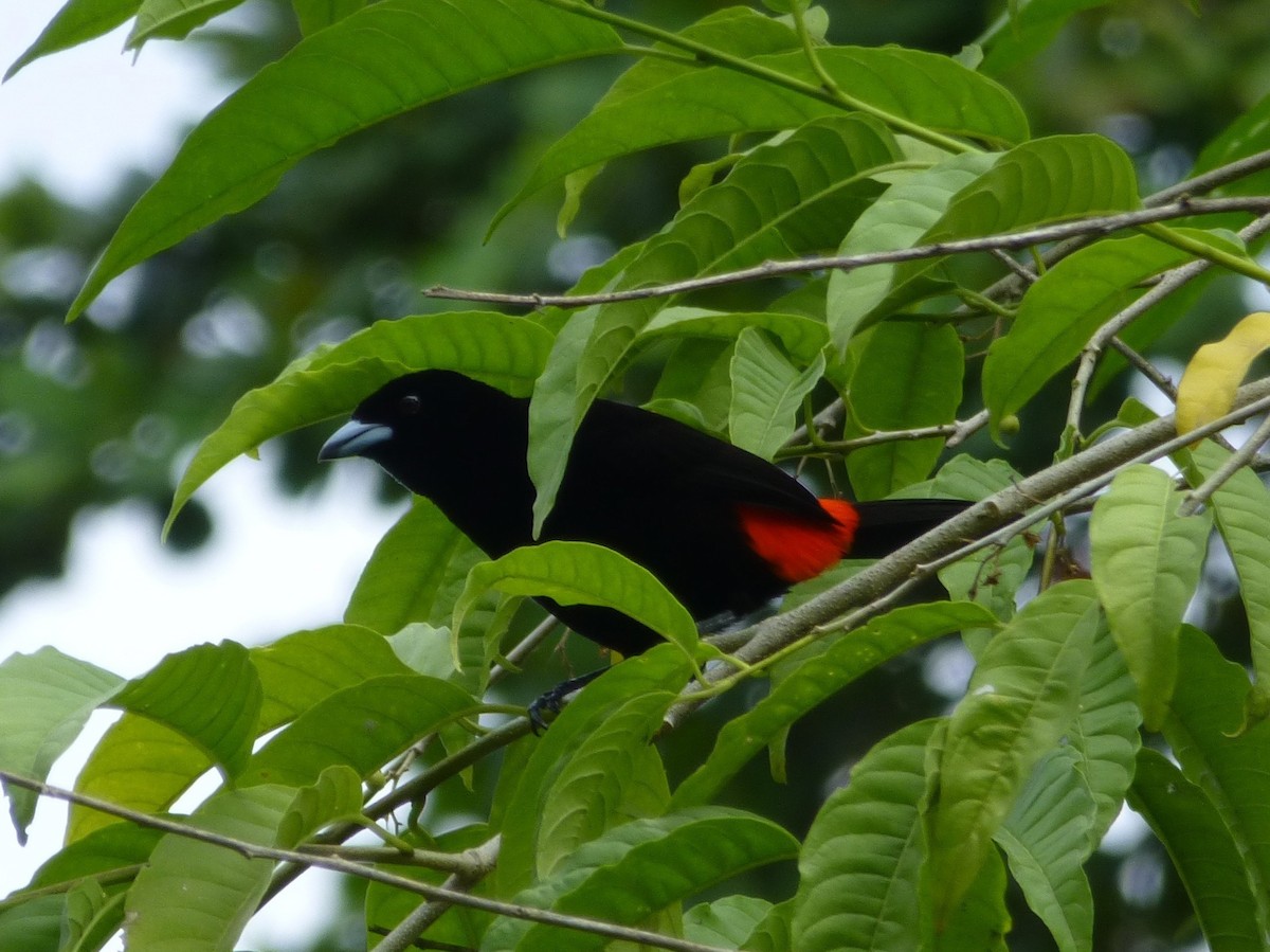 Scarlet-rumped Tanager - ML644445180