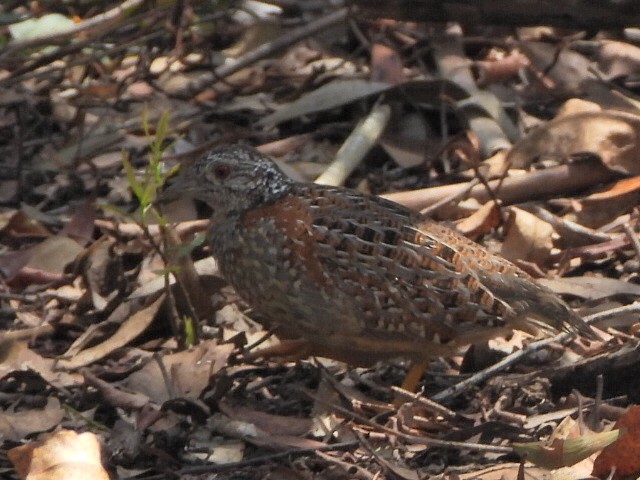 Painted Buttonquail - ML644445185