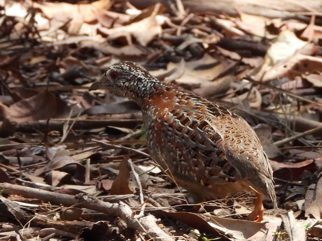 Painted Buttonquail - ML644445186