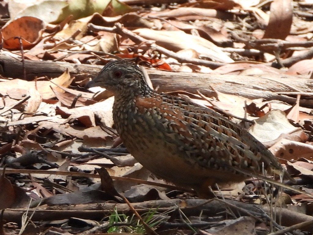 Painted Buttonquail - ML644445187