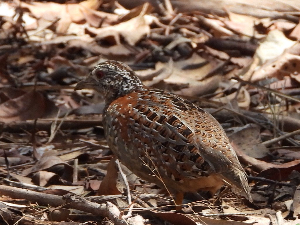 Painted Buttonquail - ML644445188