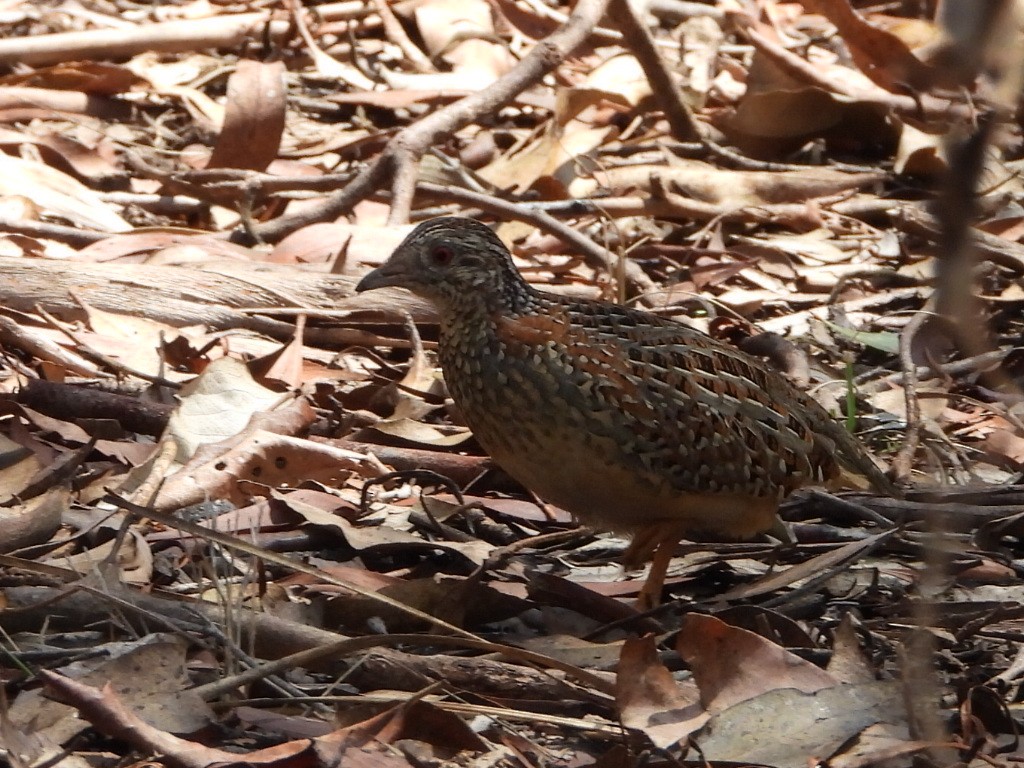 Painted Buttonquail - ML644445189