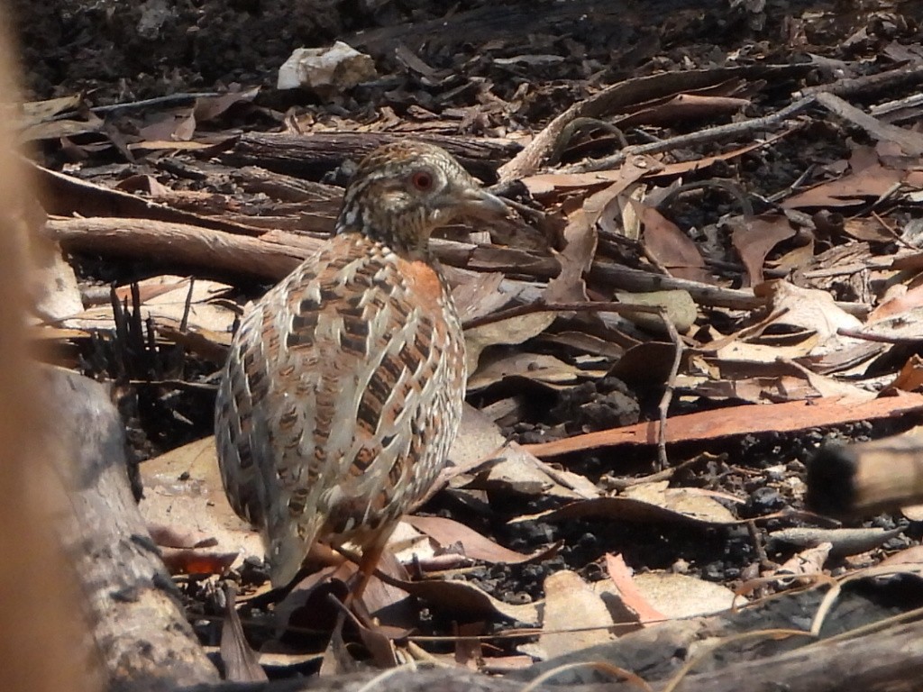 Painted Buttonquail - ML644445190