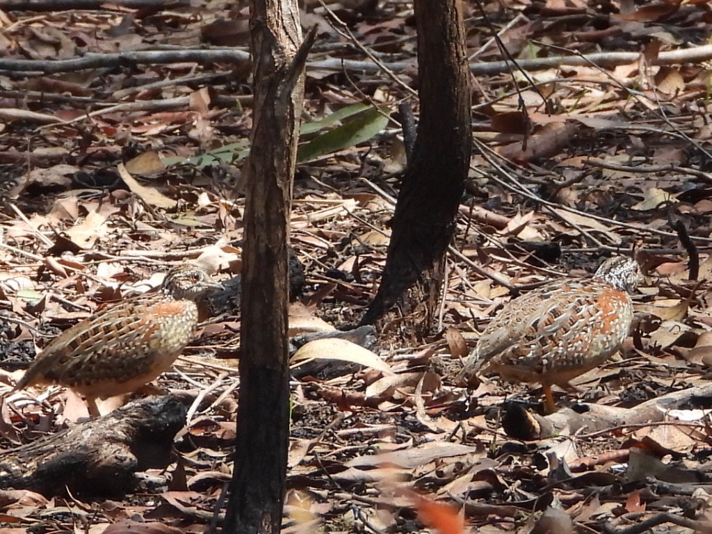 Painted Buttonquail - ML644445191