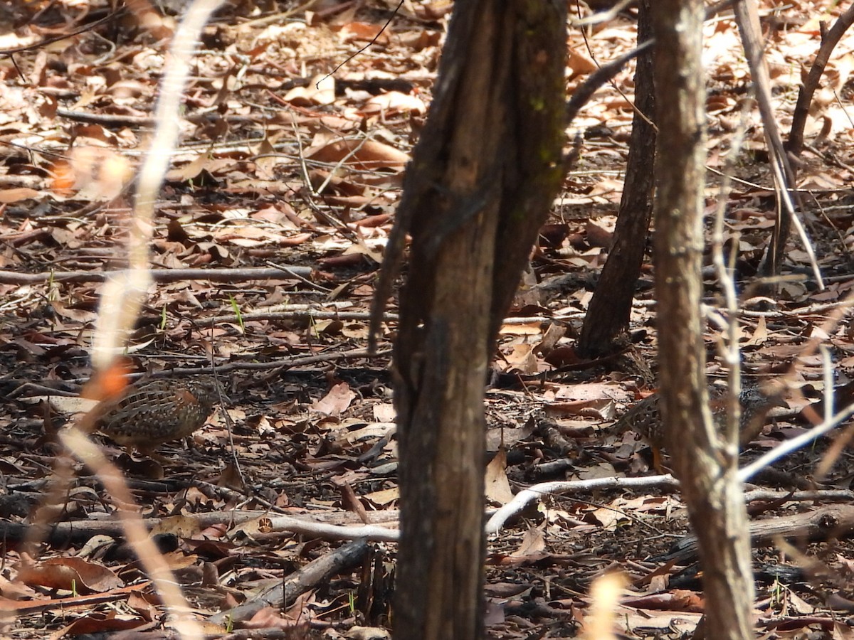 Painted Buttonquail - ML644445192
