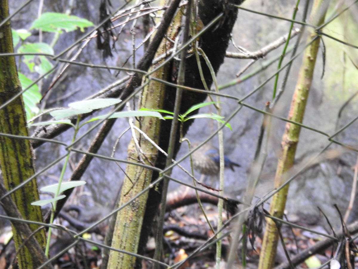 シロハラコンヒタキ - ML644445201