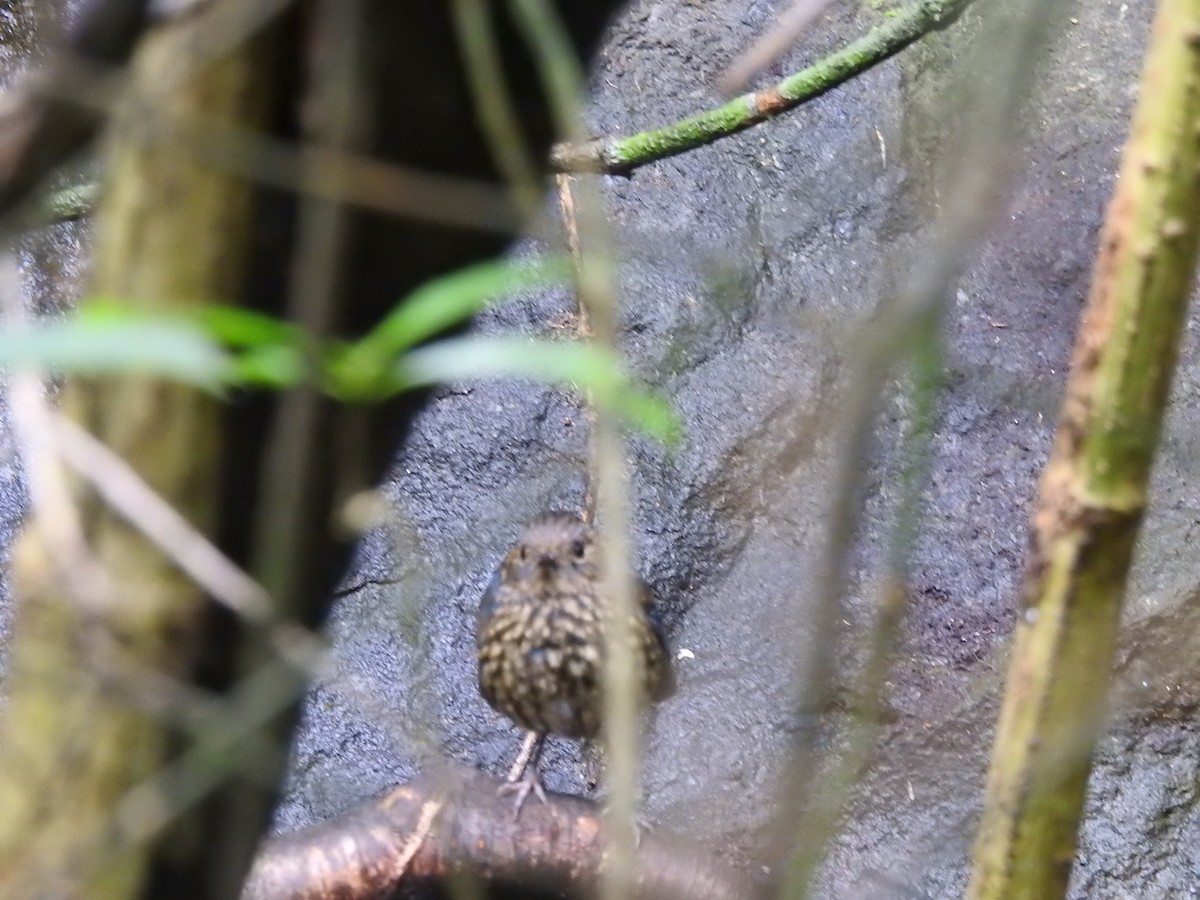 シロハラコンヒタキ - ML644445202