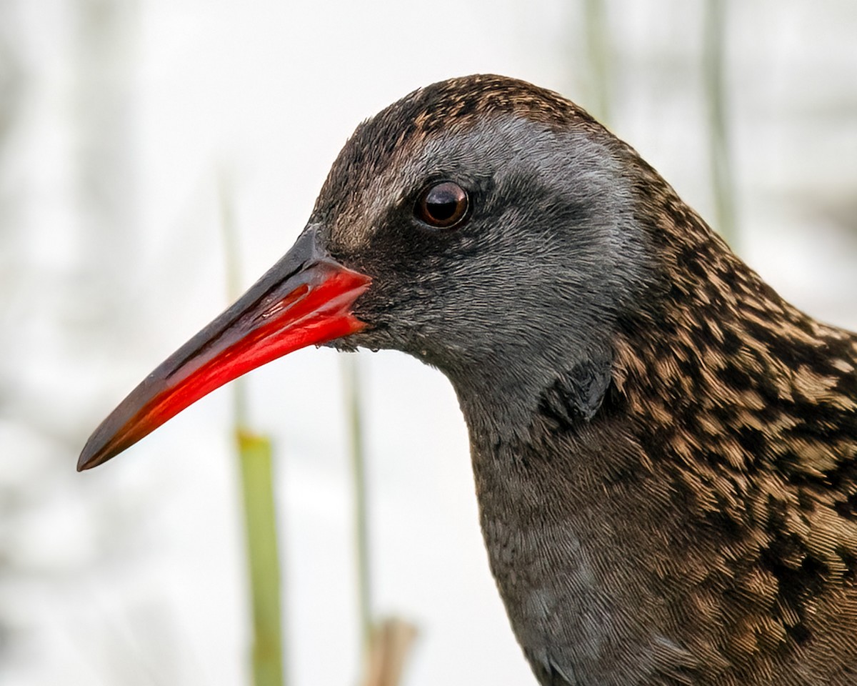 chřástal patagonský - ML644445204