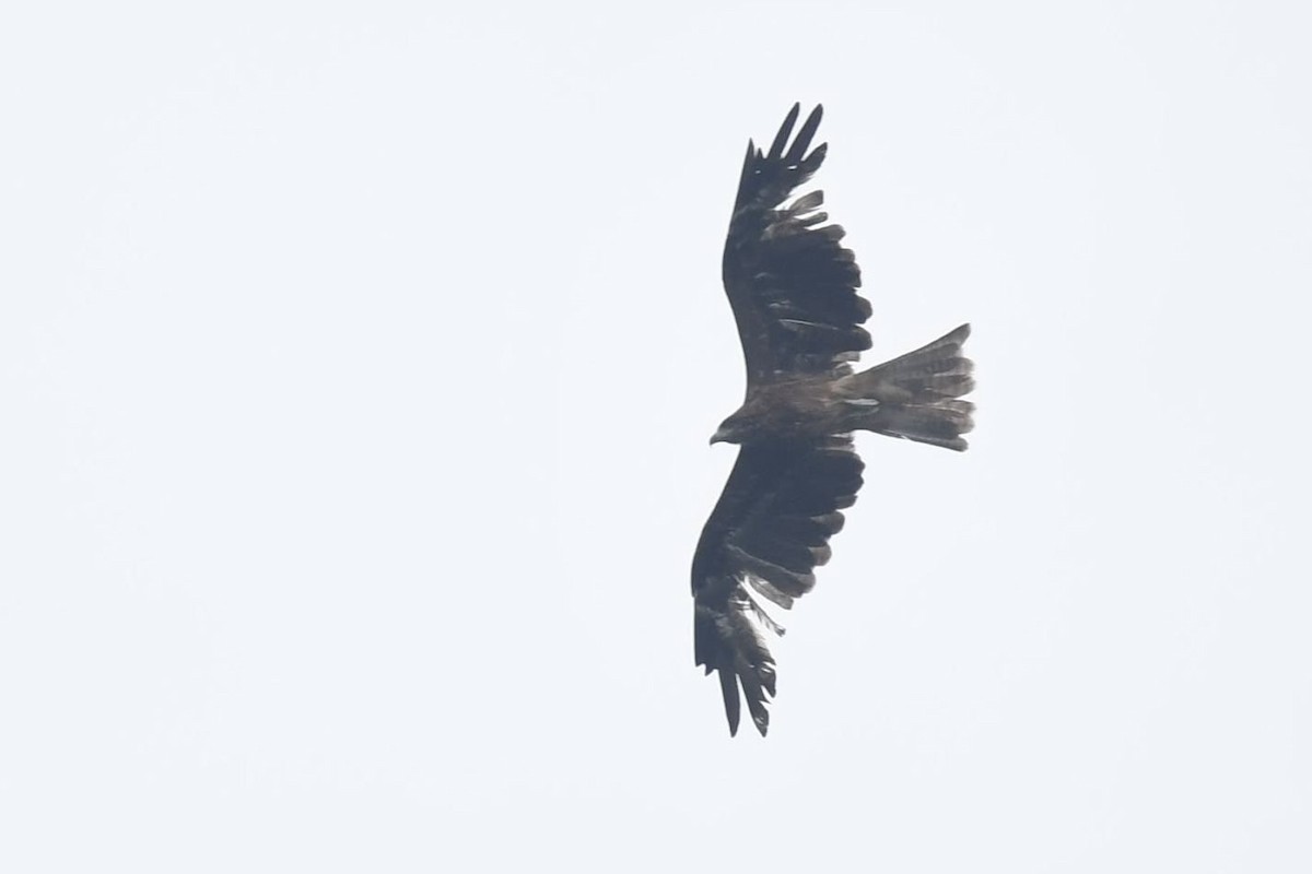 Black Kite - ML644445212