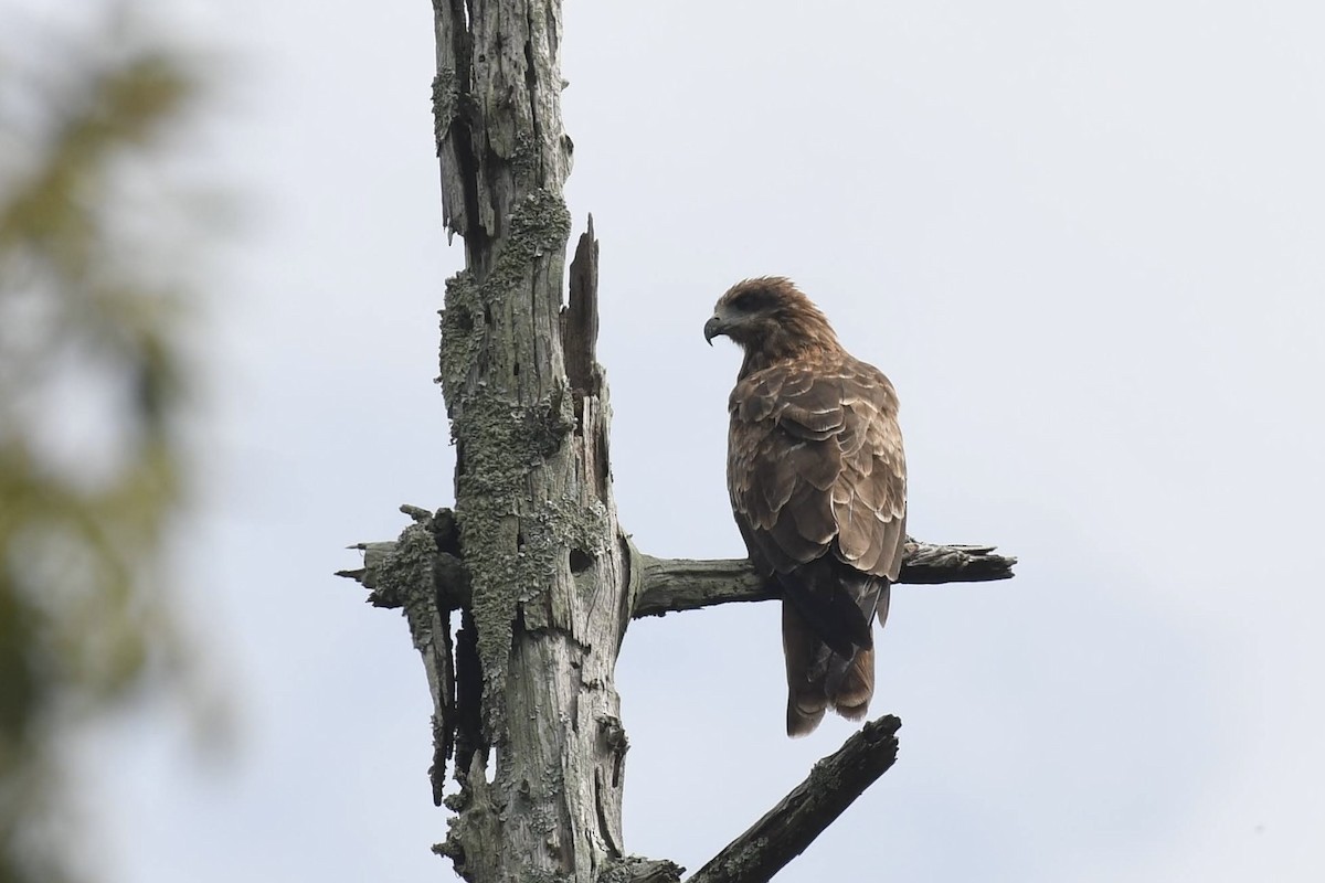 Black Kite - ML644445214
