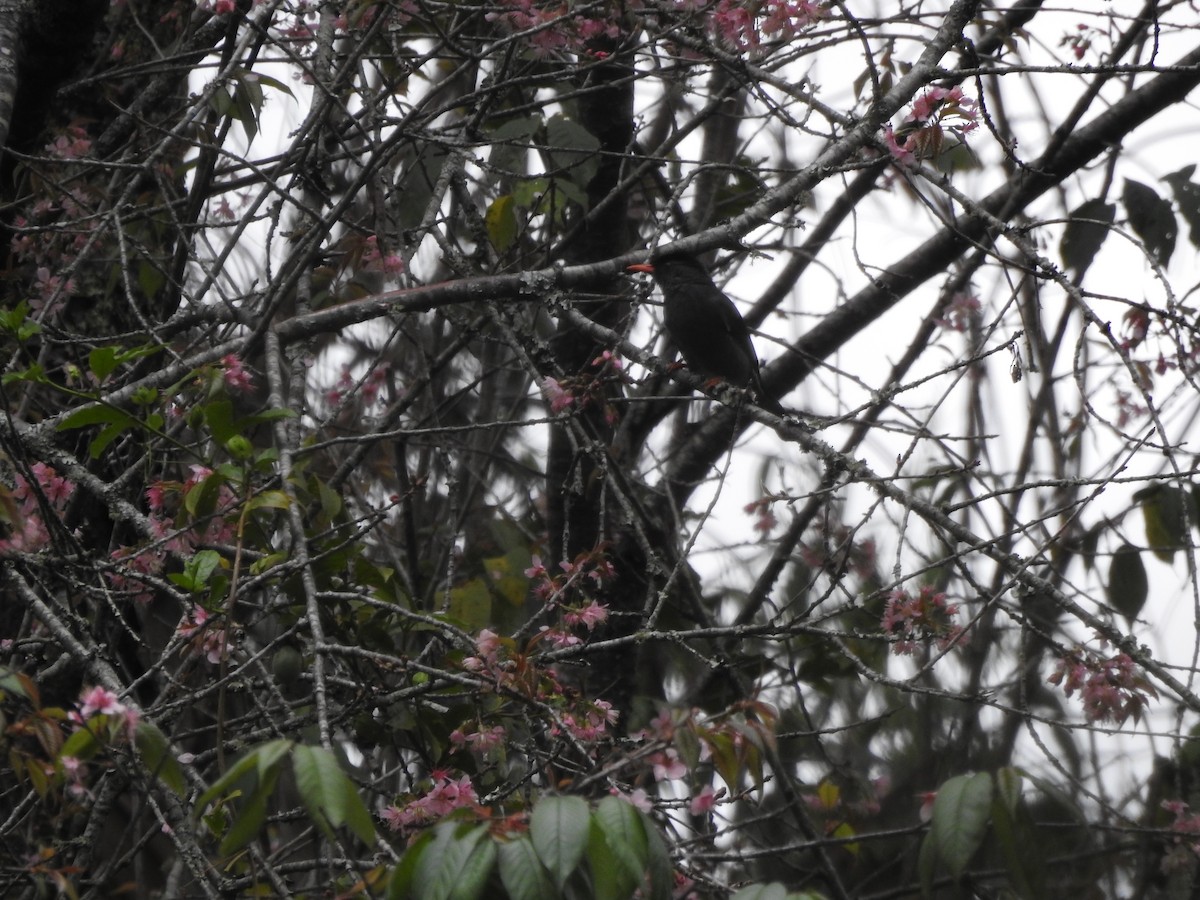 Square-tailed Bulbul - ML644445229