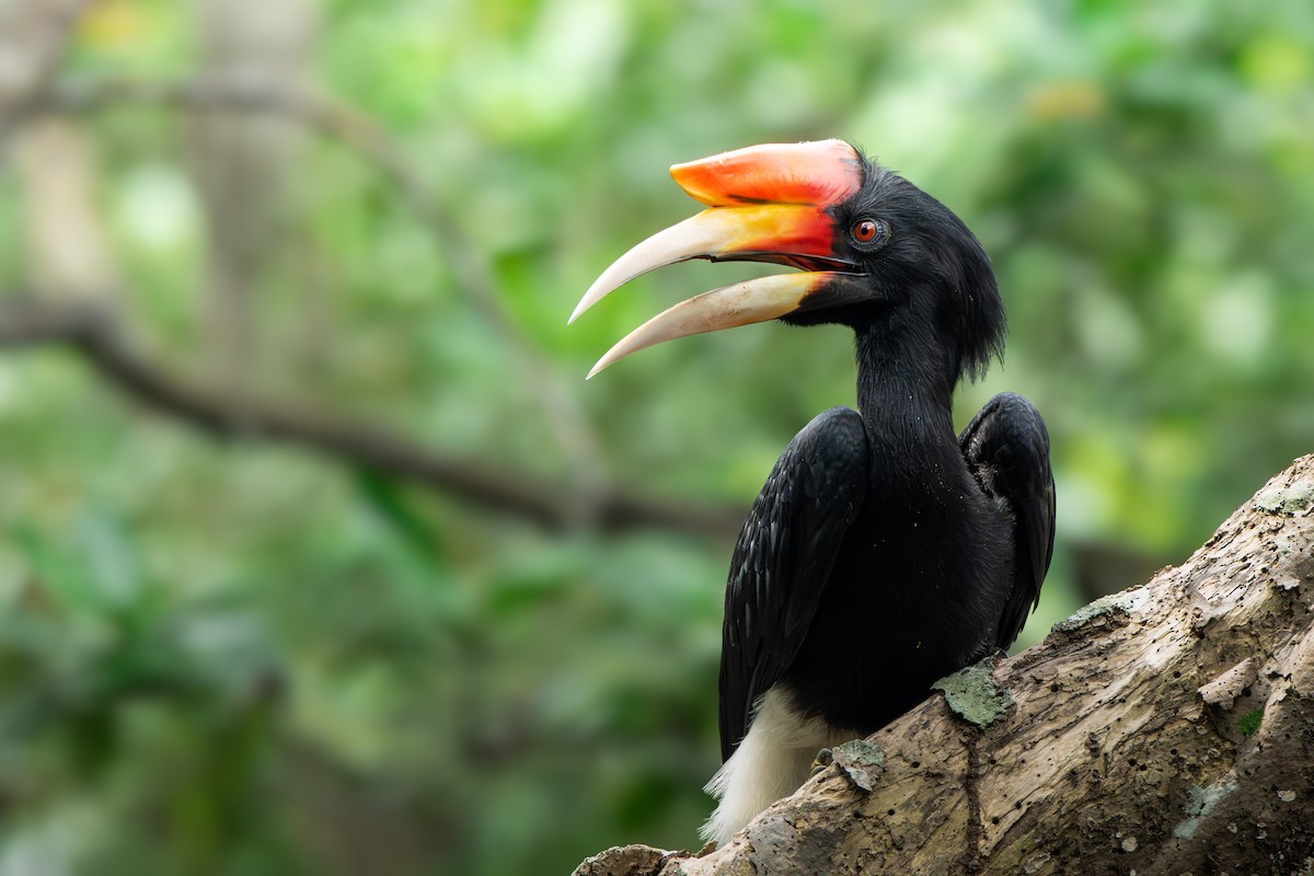 Rhinoceros Hornbill - ML644445232