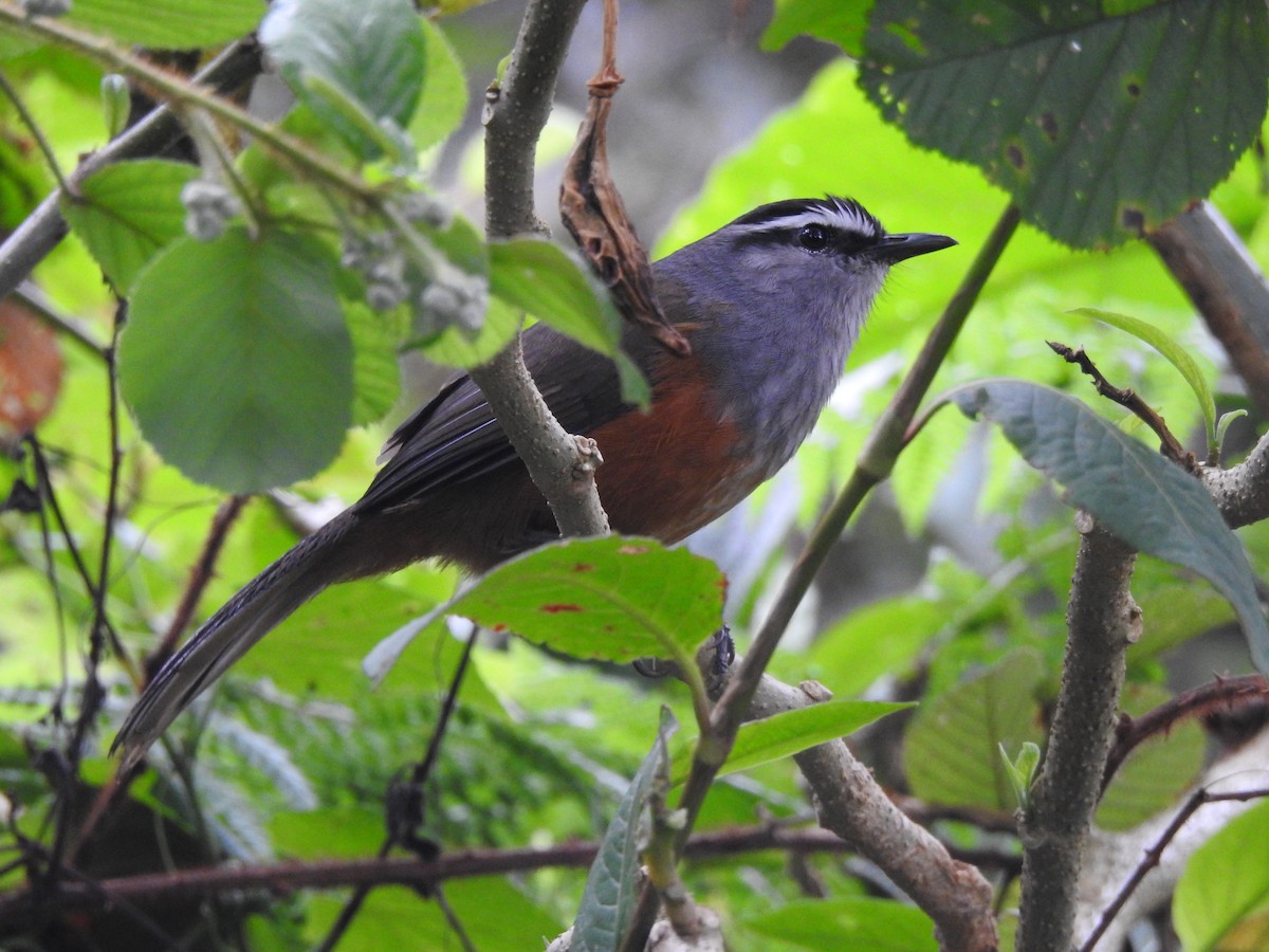 Palani Laughingthrush - ML644445234
