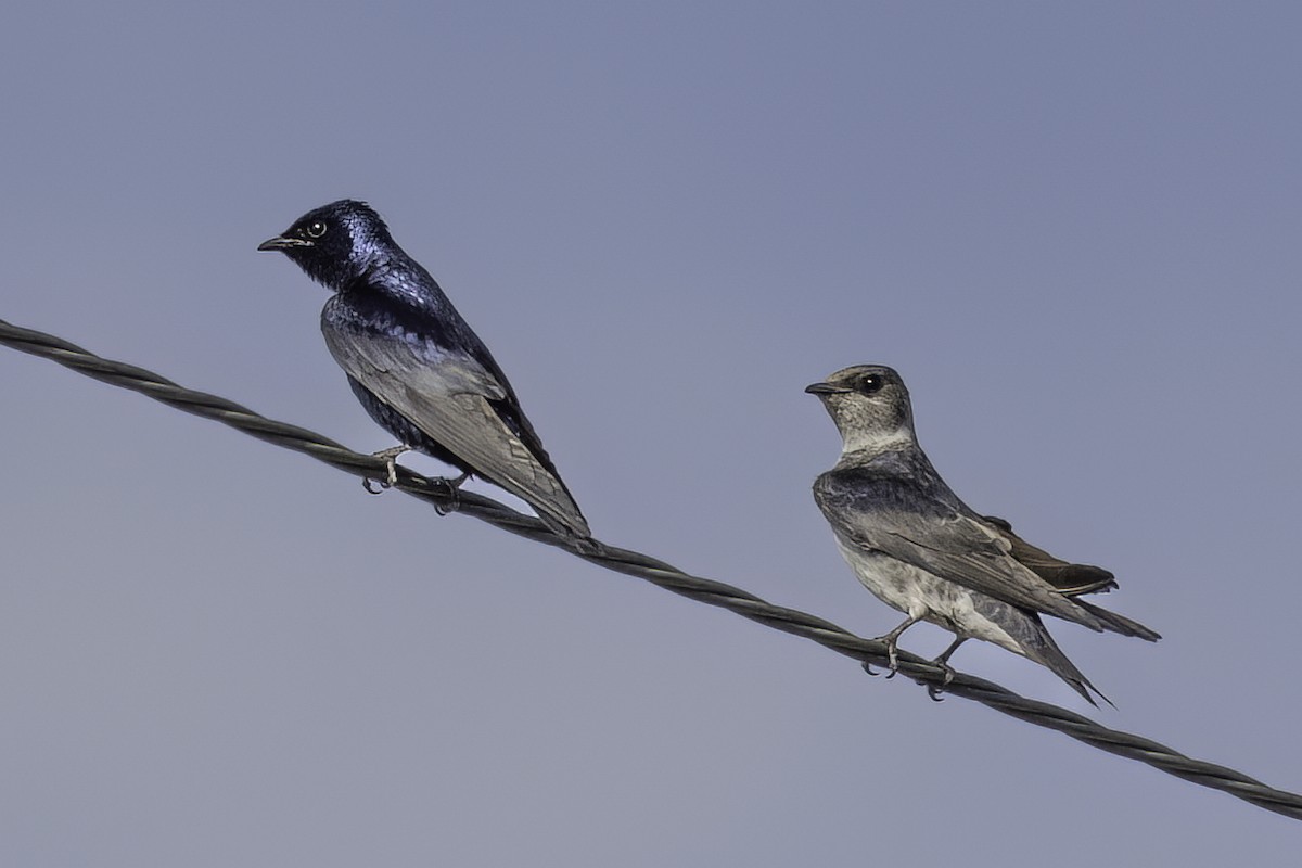 Hirondelle noire - ML644445237