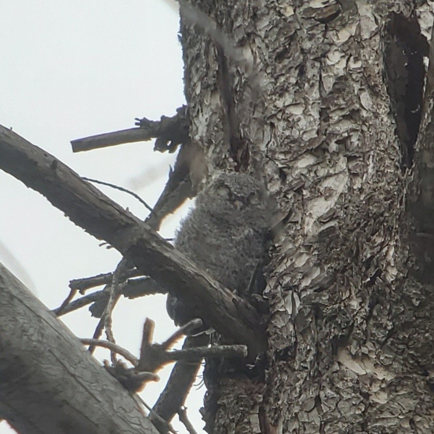 flammeugle - ML644445238