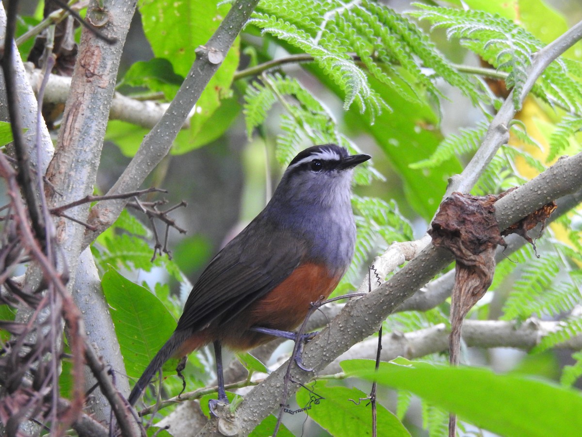 Palani Laughingthrush - ML644445239