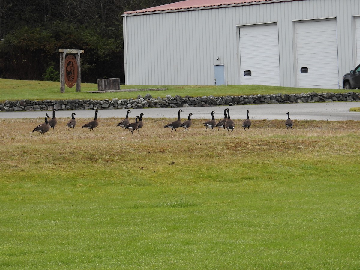 Branta kanadar handia (occidentalis/fulva) - ML644445242