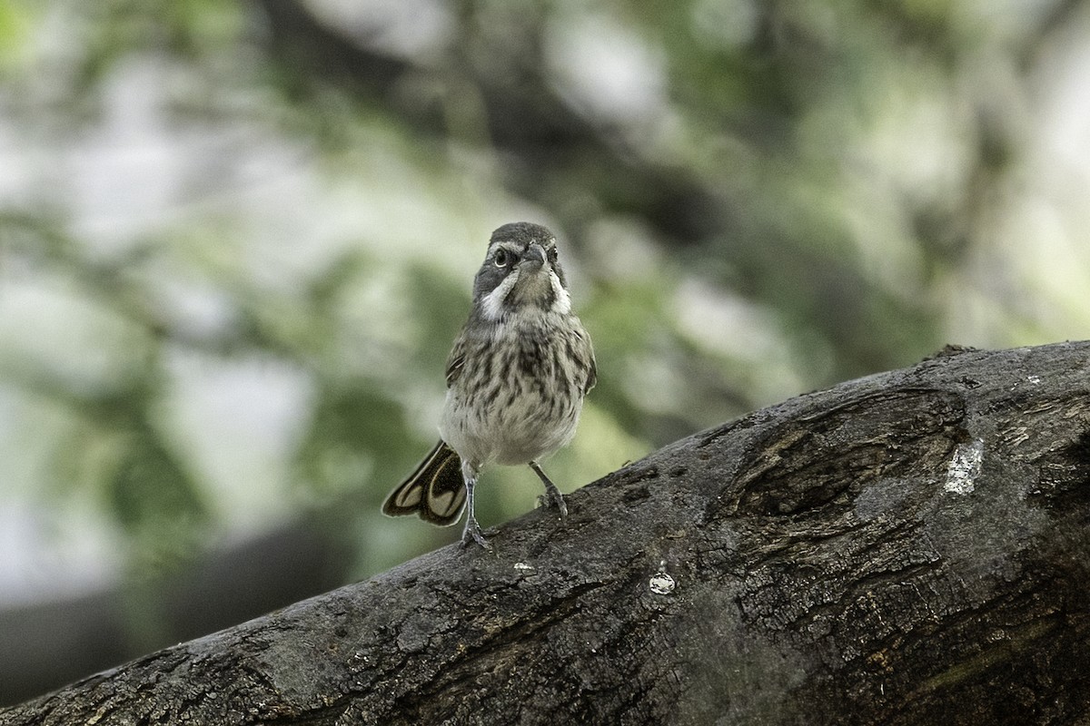 Black-throated Sparrow - ML644445246