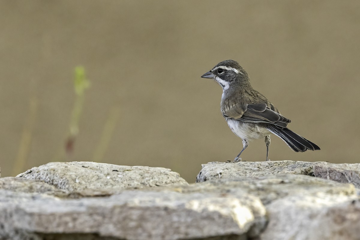 Black-throated Sparrow - ML644445247