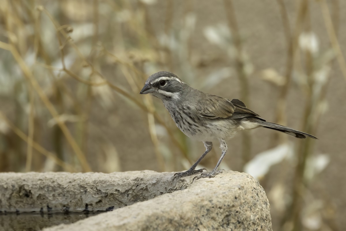 Black-throated Sparrow - ML644445248