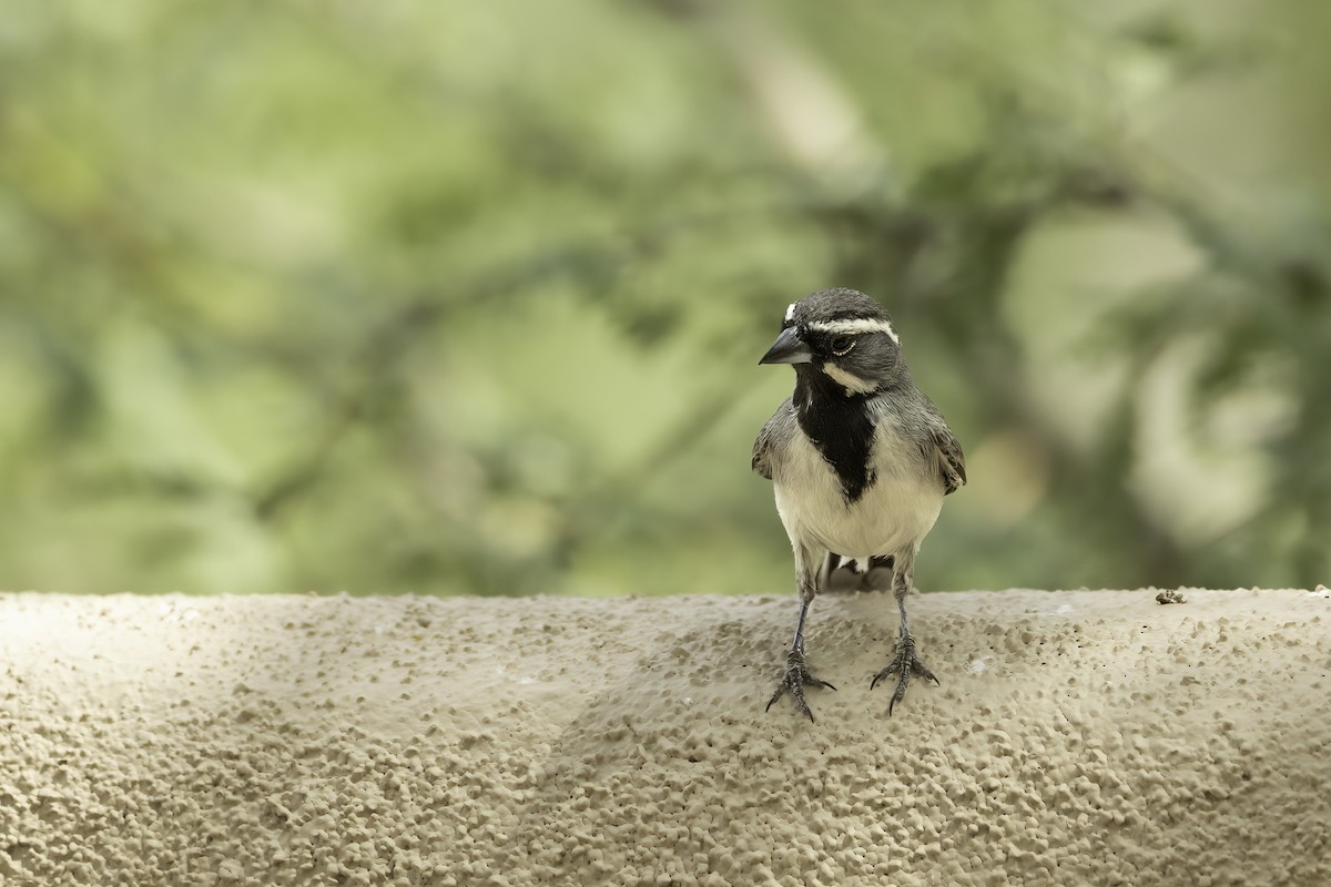 Black-throated Sparrow - ML644445249