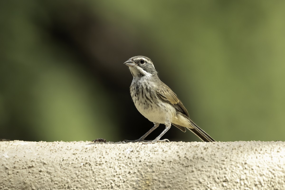 Black-throated Sparrow - ML644445250