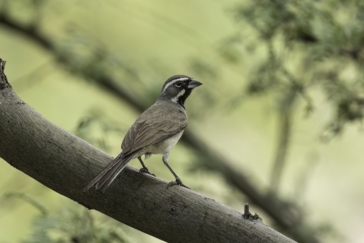 Black-throated Sparrow - ML644445251