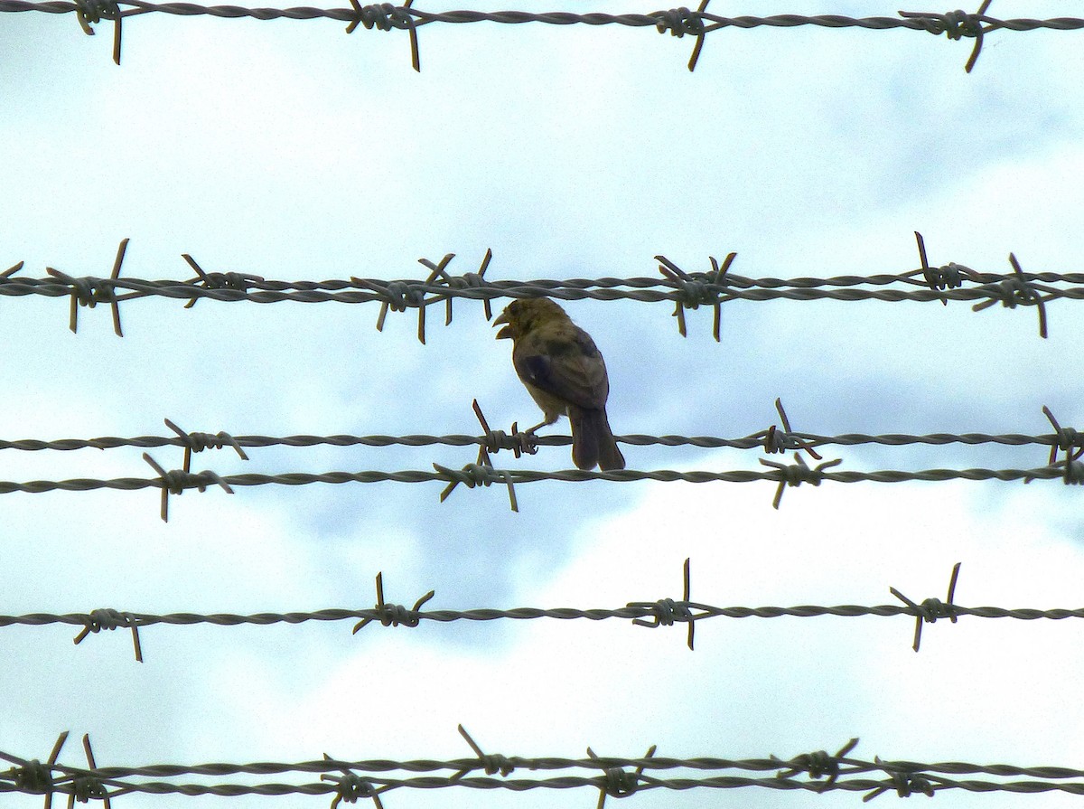 Variable Seedeater - ML644445257