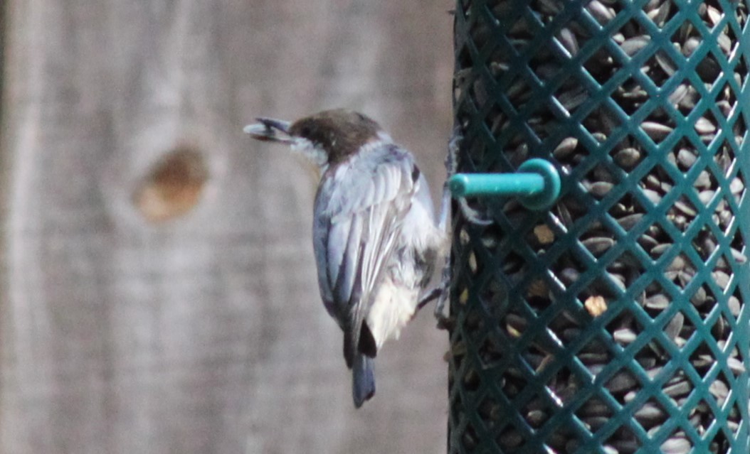 brhlík hnědohlavý - ML644445259