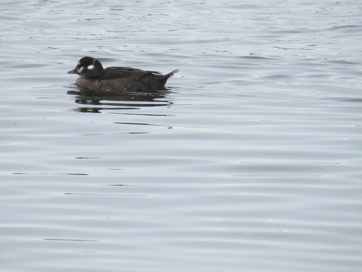 Harlequin Duck - ML644445269