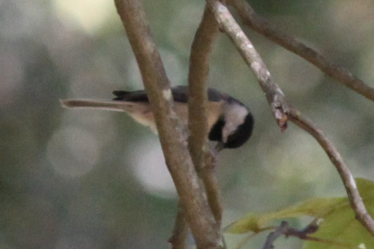 Carolina Chickadee - ML644445274
