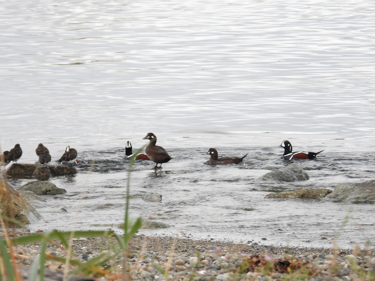 Harlequin Duck - ML644445275