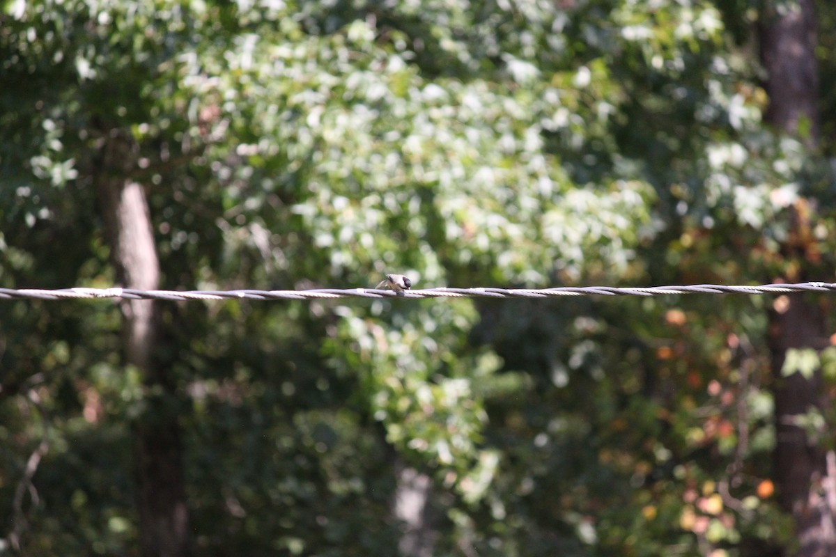 Carolina Chickadee - ML644445276