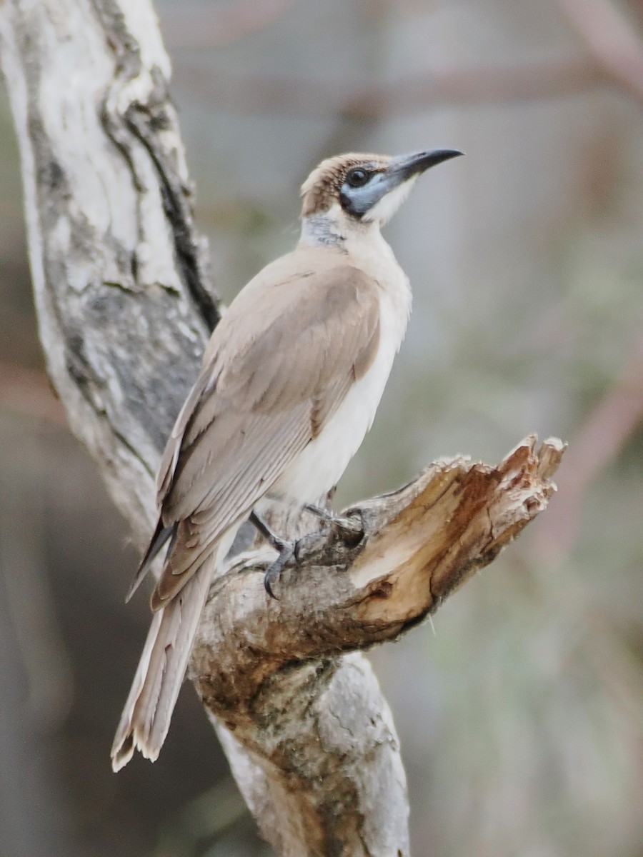 Little Friarbird - ML644445277
