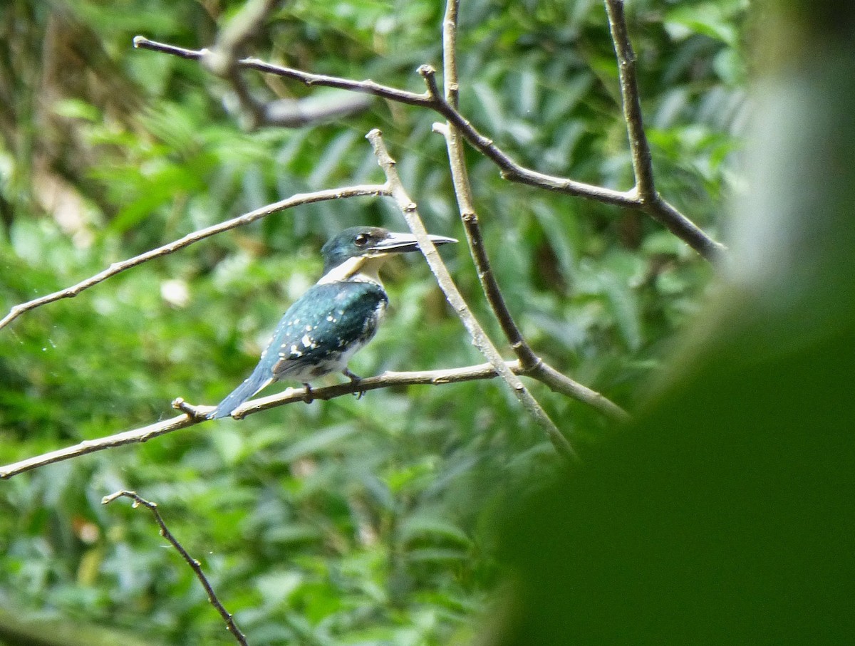 Green Kingfisher - ML644445278