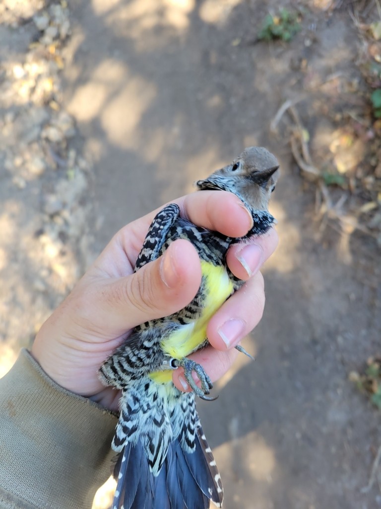 Williamson's Sapsucker - ML644445279