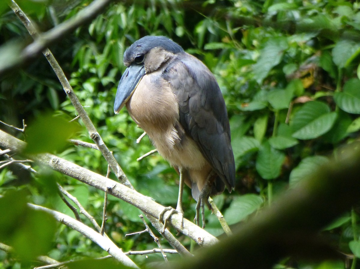 Boat-billed Heron - ML644445291