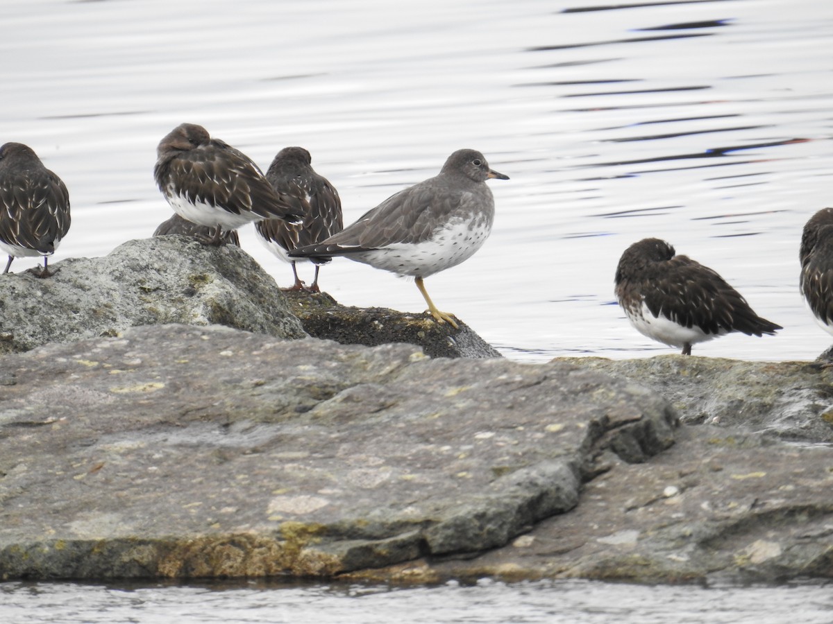 アライソシギ - ML644445296