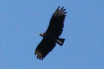 Black Vulture - ML644445297