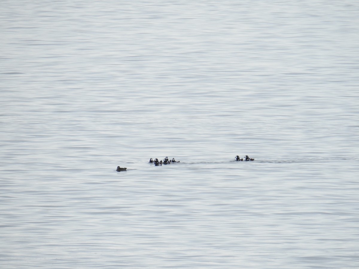 Harlequin Duck - ML644445298