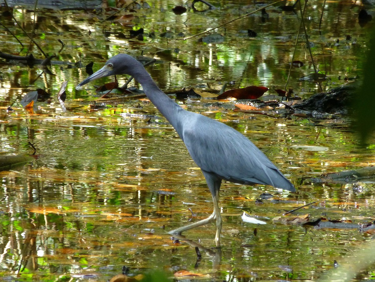 Little Blue Heron - ML644445310